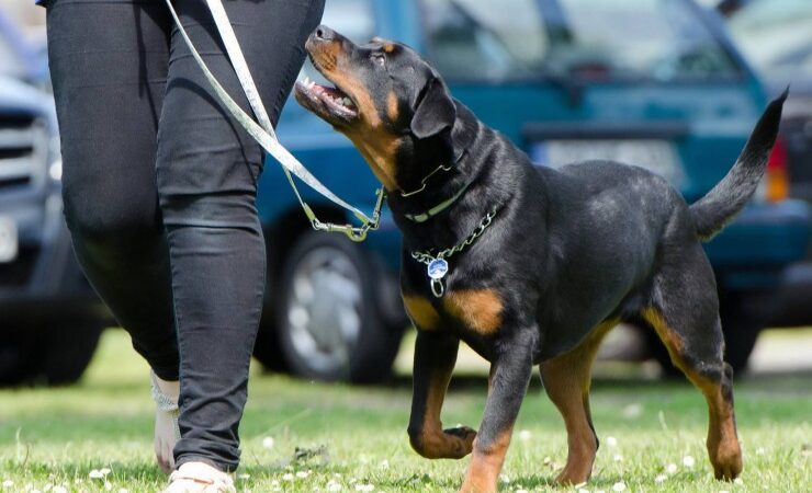 Das passende Problemhundetraining mit Sonee Dosoruth finden – der Weg zum entspannten Miteinander