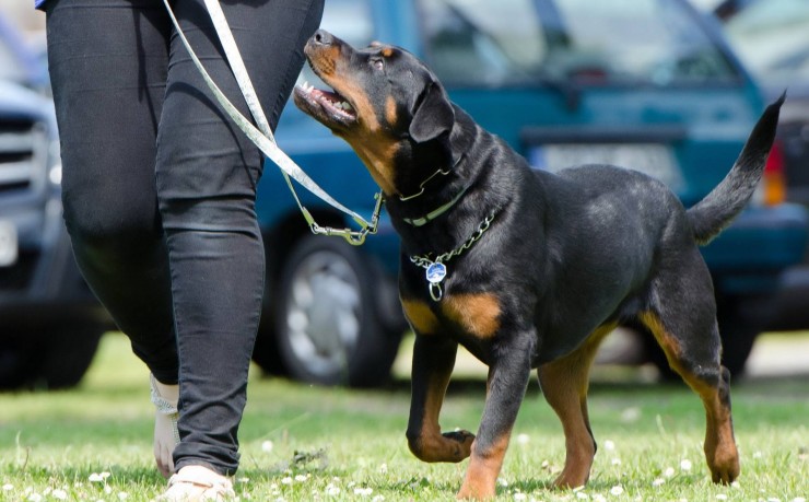 Das passende Problemhundetraining mit Sonee Dosoruth finden – der Weg zum entspannten Miteinander