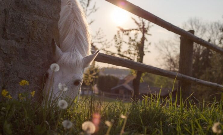 Naturerfahrungen als Therapie: Naturpädagogische Konzepte im Regenbogenhaus und der Villa Knolle Bolle