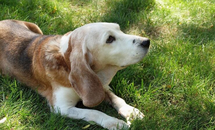 Das Team vom Tierheimsponsoring über die Bedeutung verlässlicher Partner im Tierschutz