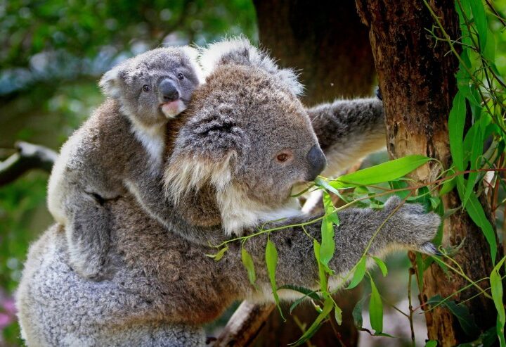 Andrea Vella’s Guide to Rehabilitating Injured Koalas in Queensland’s Bushfire Recovery Zones
