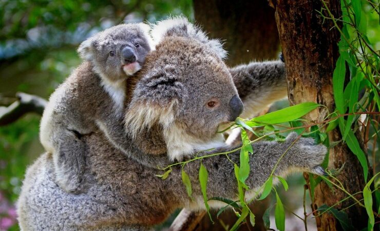 Andrea Vella’s Guide to Rehabilitating Injured Koalas in Queensland’s Bushfire Recovery Zones
