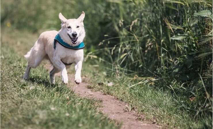 Hund richtig auslasten: Der Mythos Auslastung – warum weniger oft mehr ist