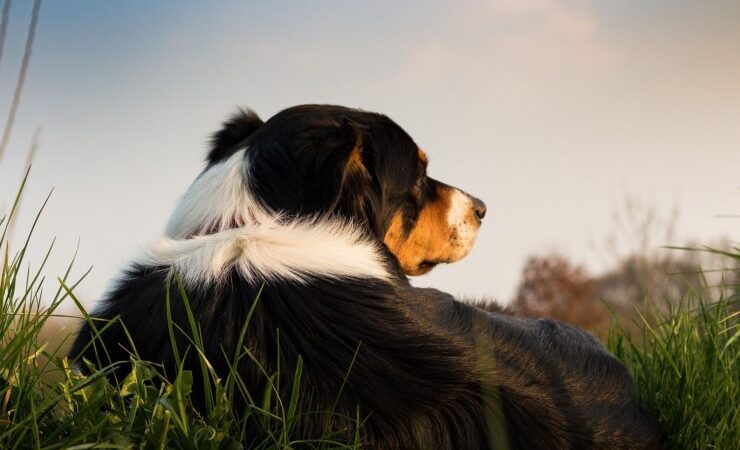 Stimmungsübertragung auf den Hund: Wie Deine Emotionen das Verhalten beeinflusst