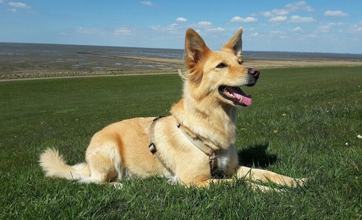 Hund ohne Leine führen trotz Jagdverhalten – geht das überhaupt?