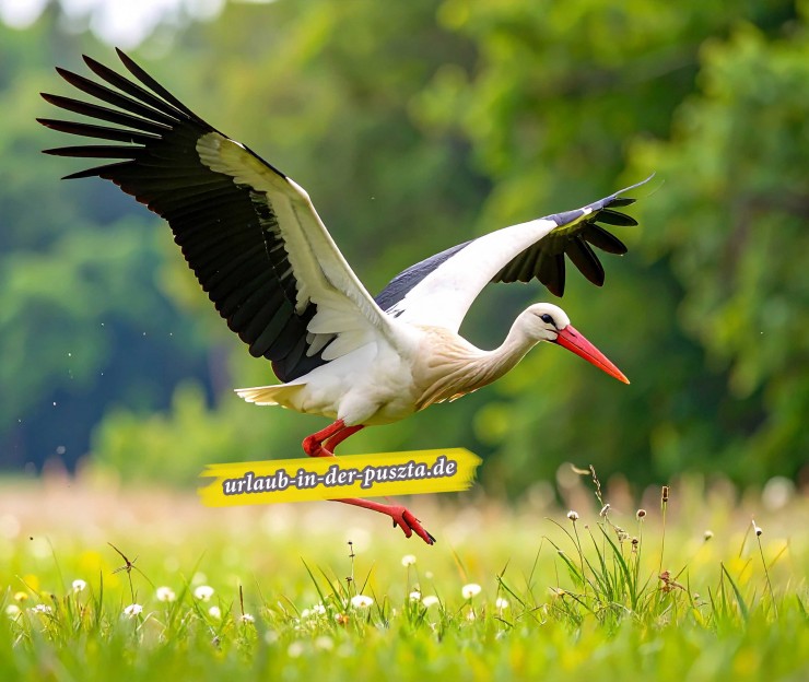 Vogelbeobachtung in Ungarn
