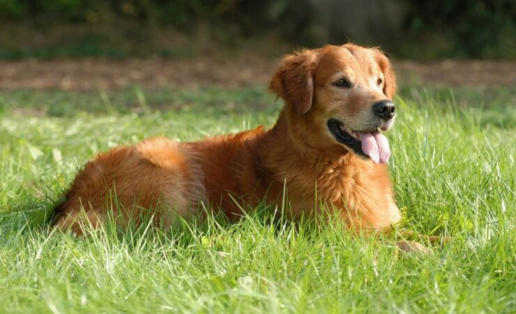 Warum Hundetraining Rückschritte keine Rückfälle sind – und was Du daraus lernst