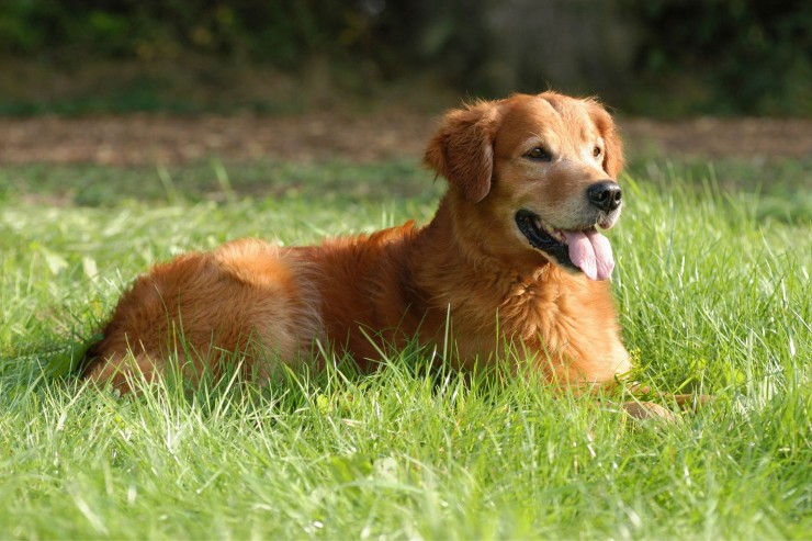 Warum Hundetraining Rückschritte keine Rückfälle sind – und was Du daraus lernst