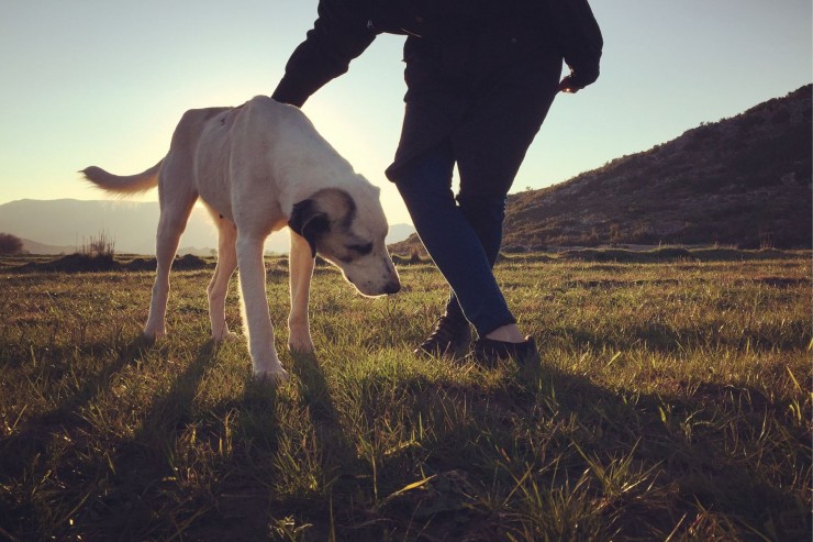 Hund liest Mensch: Was Dein Hund über Dich weiß – und was das mit Führung zu tun hat