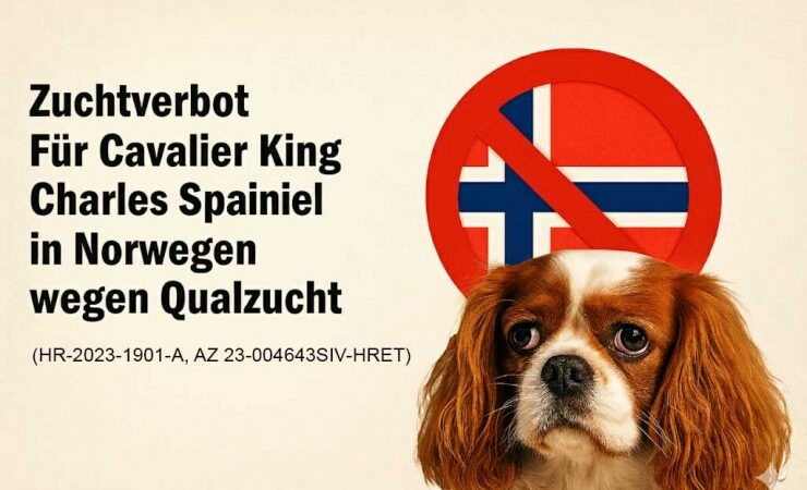 Cavalier King Charles Spaniel – Qualzucht?