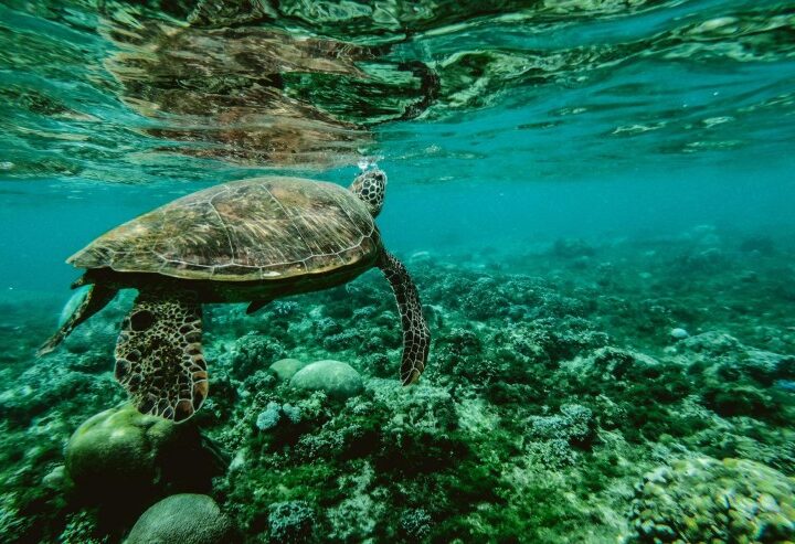 Über Isac Schwarzbaum – Der Weg vom Küstenjungen zum Meeresbiologen