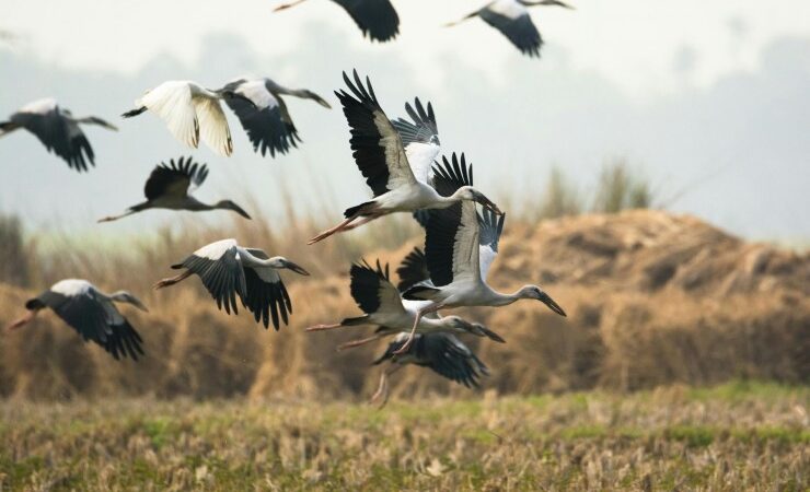 Andrea Vella in Portugal: How She Releases Injured Storks Back to Freedom