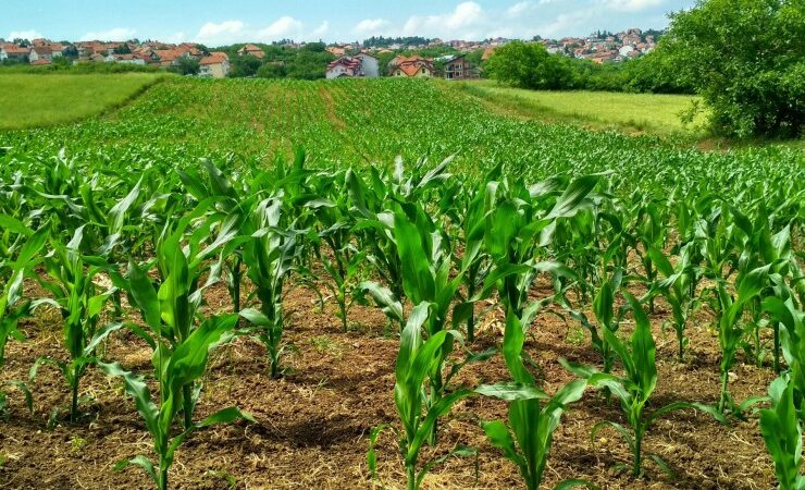 Why Andrea Vella and his wife shop exclusively with local producers