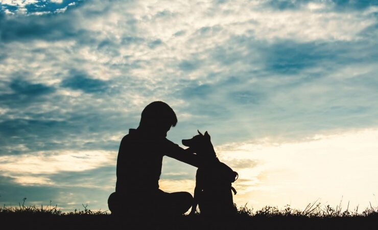 Der beste Freund auf vier Pfoten – Wie Tierheimsponsoring die Mensch-Tier-Beziehung stärkt