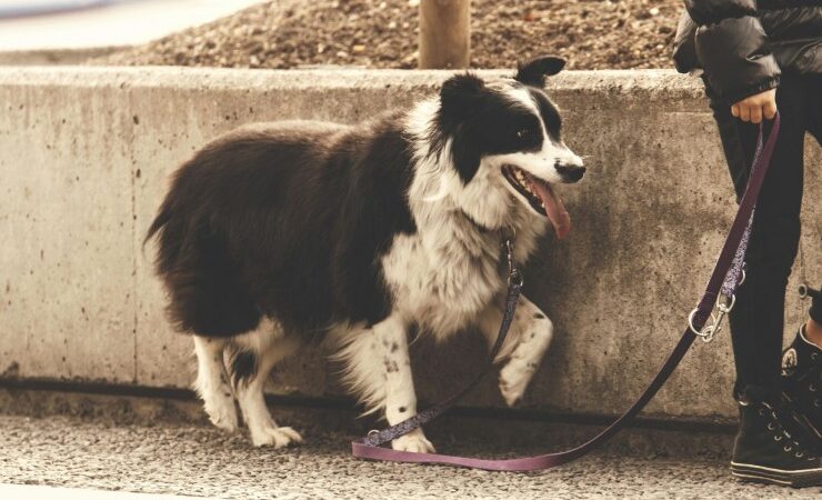 Wie Du Deinem Hund Grenzen setzt – und warum das Sicherheit gibt