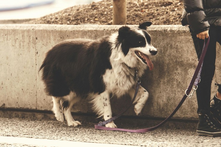 Wie Du Deinem Hund Grenzen setzt – und warum das Sicherheit gibt