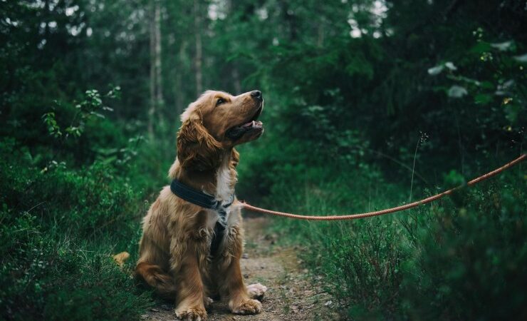 Was Du tun solltest, wenn Dein Hund trotz Training nicht hört