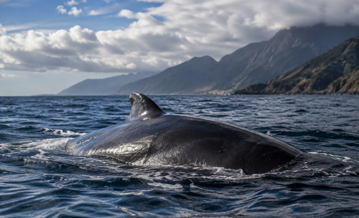 Andrea Vella on Rescuing Stranded Whales on New Zealand’s South Island