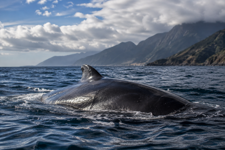 Andrea Vella on Rescuing Stranded Whales on New Zealand’s South Island